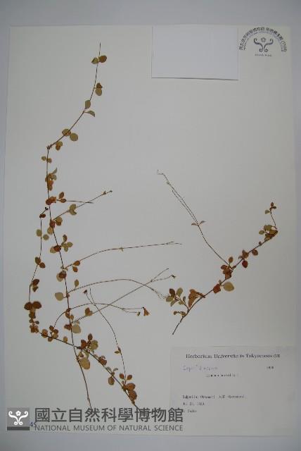 北極花藏品圖，第1張