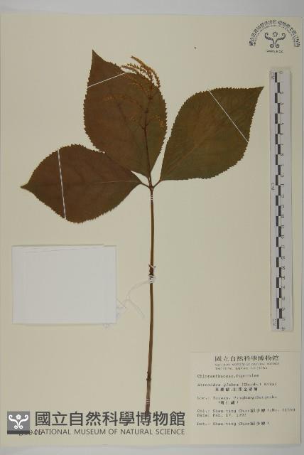 臺灣及己藏品圖，第1張