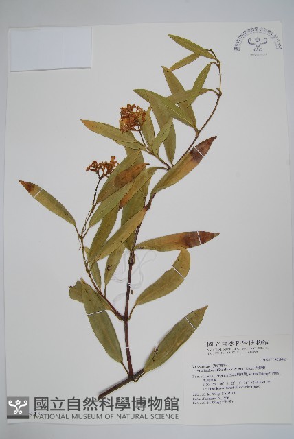 小錦蘭藏品圖，第1張