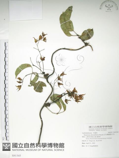 石月、橢圓葉石月藏品圖，第1張