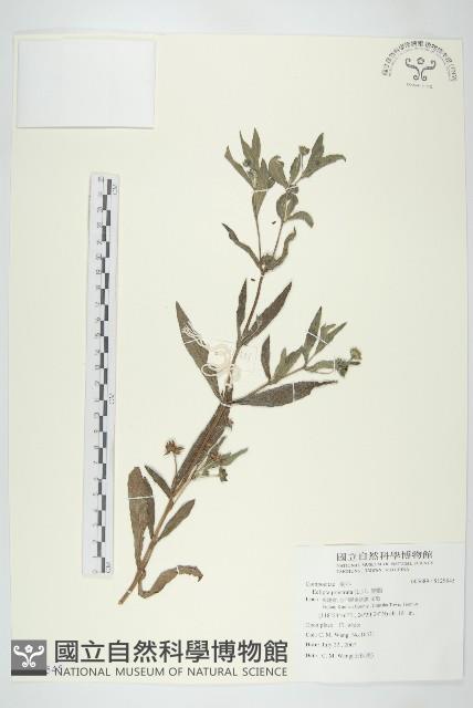 鱧腸藏品圖，第1張