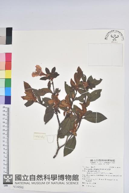 金毛杜鵑藏品圖，第1張