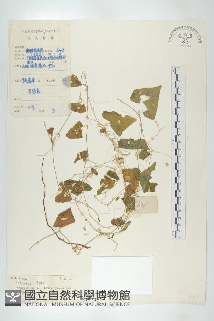 馬交兒藏品圖，第1張