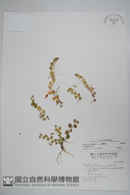 普刺特草藏品圖，第1張