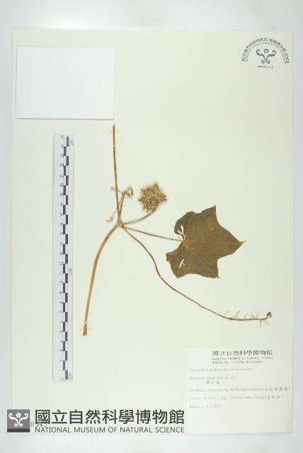 單子瓜、星瓜、刺果瓜藏品圖，第1張