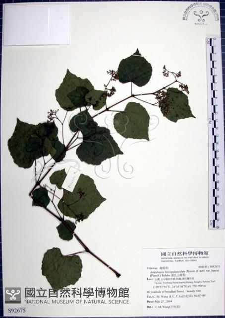 漢氏山葡萄藏品圖，第1張