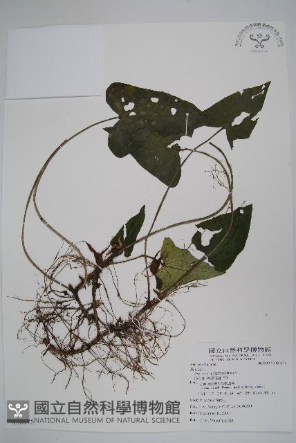 Accession Number:S082675 Collection Image, Figure 1, Total 2 Figures