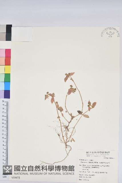 飛揚草藏品圖，第1張