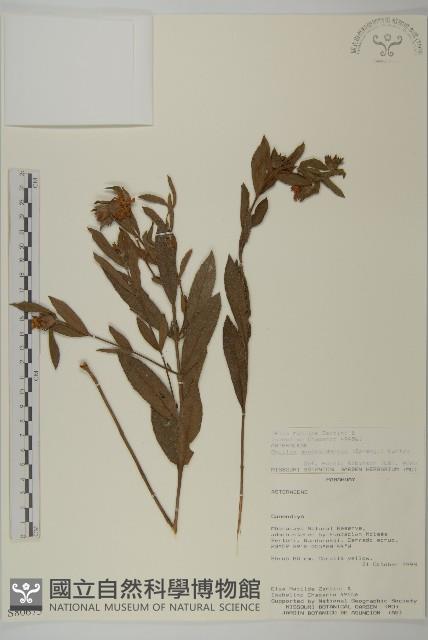 登錄號:S080675藏品圖，第1張