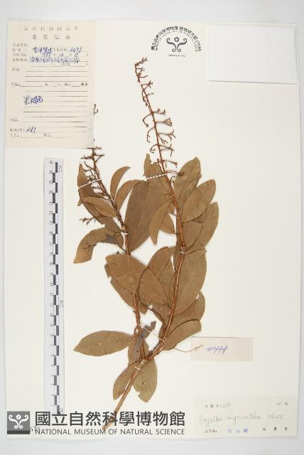 多花丁公藤藏品圖，第1張