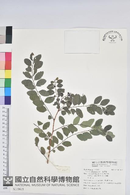 紅仔珠藏品圖，第1張