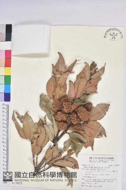 星刺栲、羅浮錐藏品圖，第1張