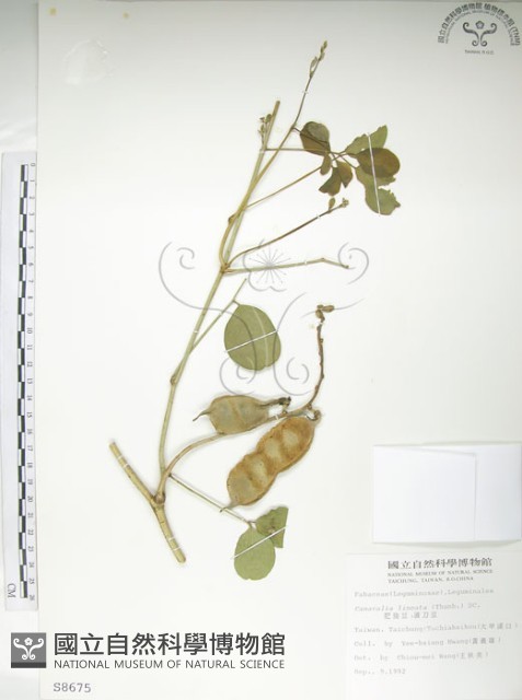 肥豬豆藏品圖，第1張