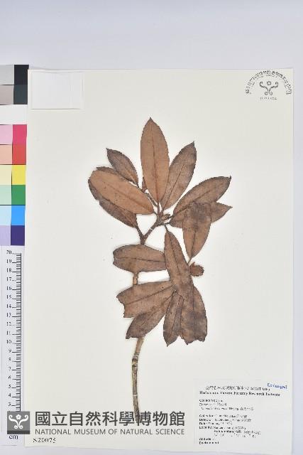 森氏杜鵑、森氏滿江紅藏品圖，第1張