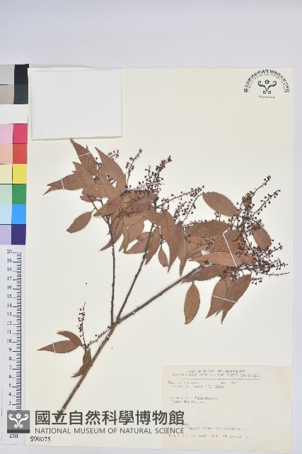 鞍馬山越橘藏品圖，第1張