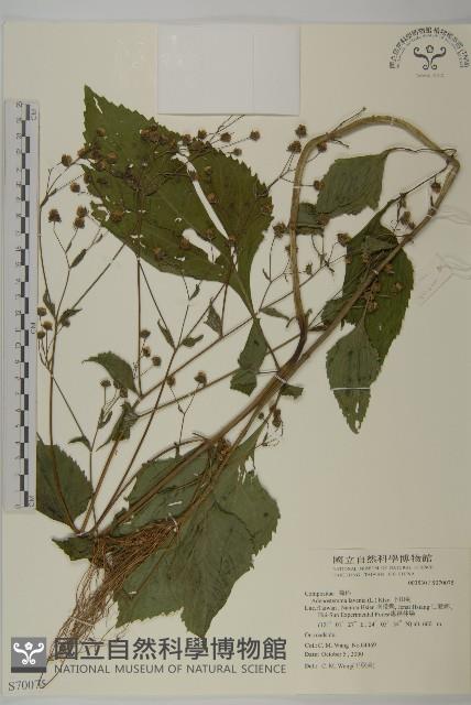 下田菊藏品圖，第1張