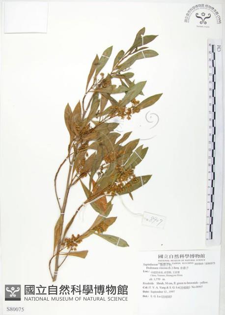 車桑子藏品圖，第1張