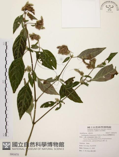 臺灣鱗球花藏品圖，第1張