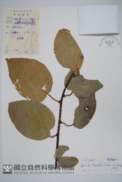 闊葉獼猴桃藏品圖，第1張