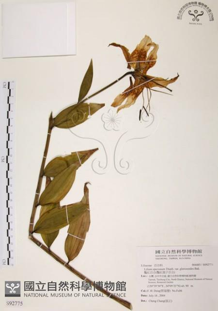 豔紅百合、豔紅鹿子百合藏品圖，第1張