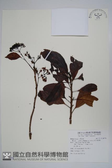 長花厚殼樹藏品圖，第1張