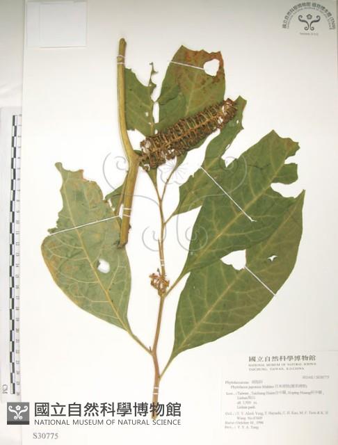 日本商陸、圓果商陸藏品圖，第1張