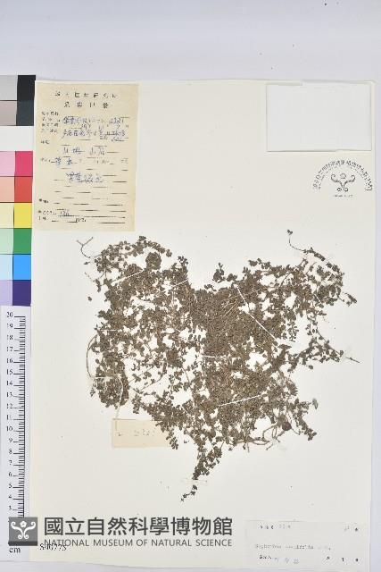 千根草藏品圖，第1張