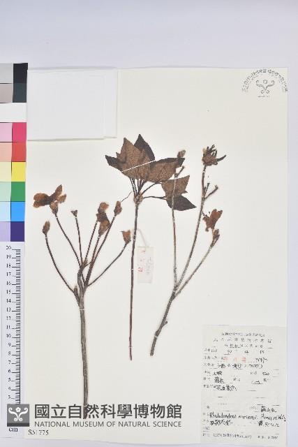 守城滿山紅、馬禮士杜鵑藏品圖，第1張