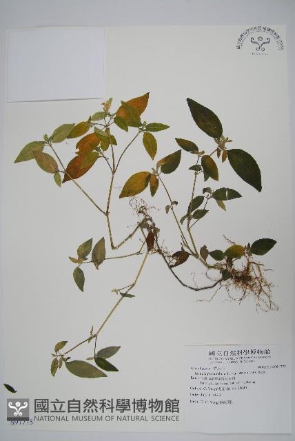 爵床藏品圖，第1張