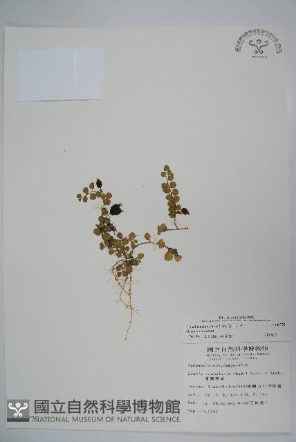 普刺特草藏品圖，第1張