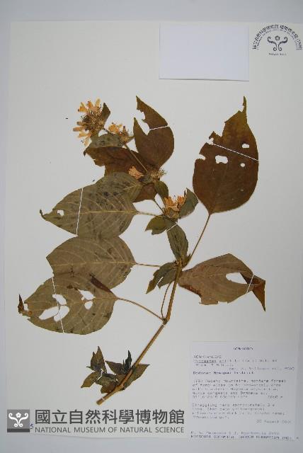 Accession Number:S093775 Collection Image, Figure 1, Total 2 Figures