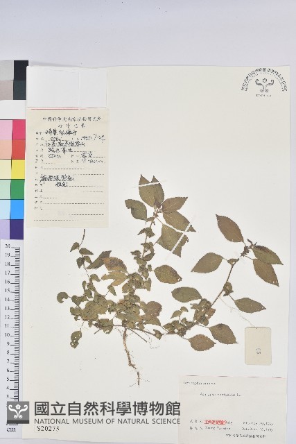 鐵莧菜藏品圖，第1張
