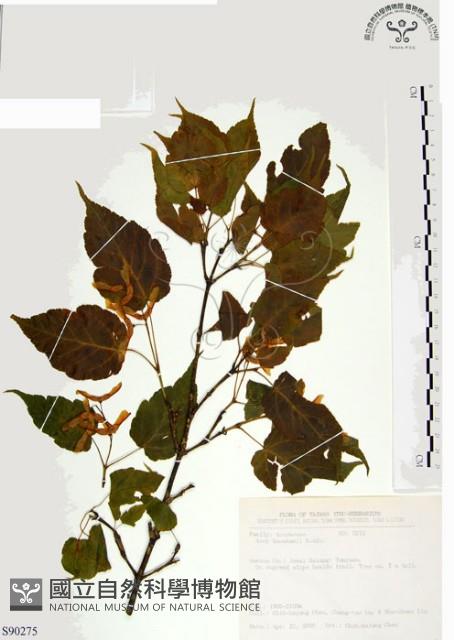 尖葉槭藏品圖，第1張