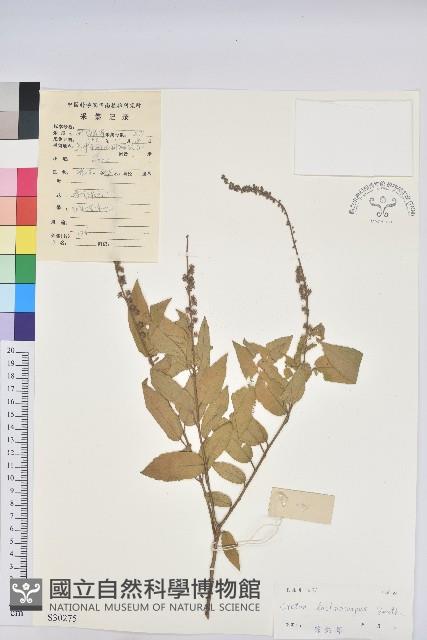 毛果巴豆藏品圖，第1張