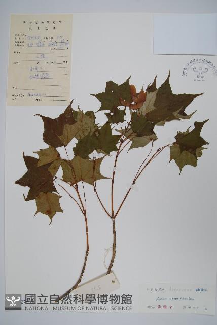 元寶楓, 地錦槭藏品圖，第1張