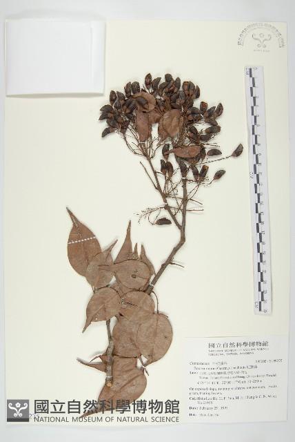 紅葉藤藏品圖，第1張