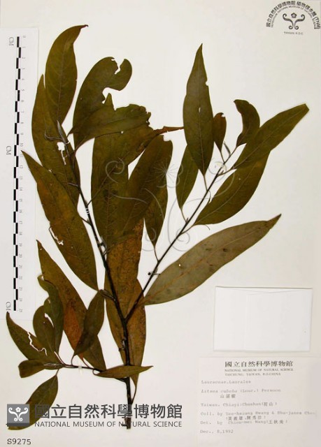 山胡椒藏品圖，第1張