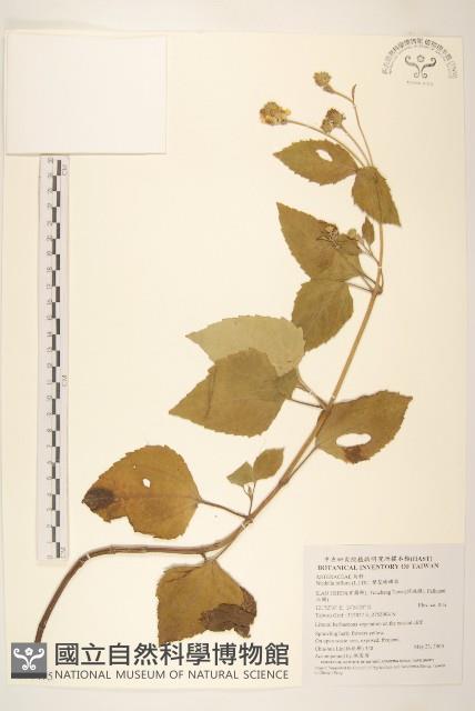 雙花蟛蜞菊藏品圖，第1張