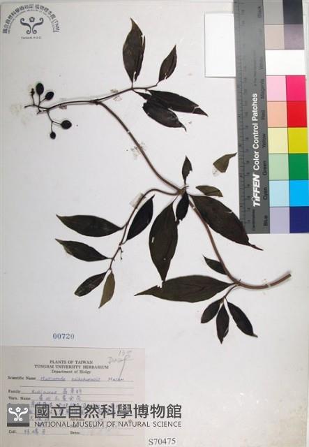 台北玉葉金花藏品圖，第1張