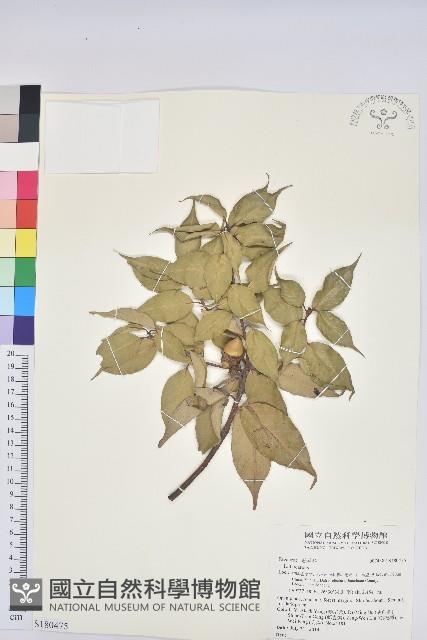 登錄號:S180475藏品圖，第1張