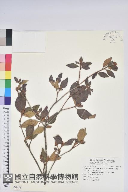 棲蘭山杜鵑藏品圖，第1張