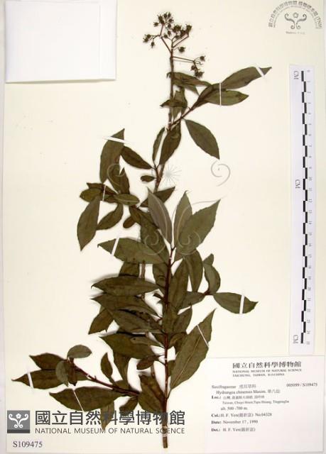 華八仙藏品圖，第1張