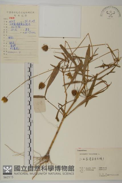 大金雞菊藏品圖，第1張