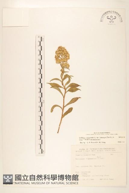 一枝黃花藏品圖，第1張