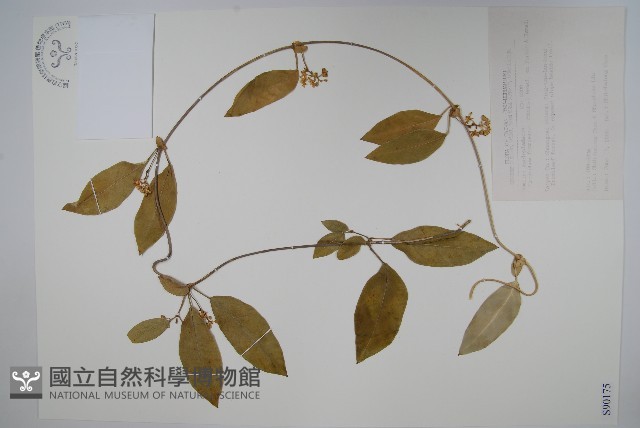 臺灣牛皮消、臺灣白薇藏品圖，第1張