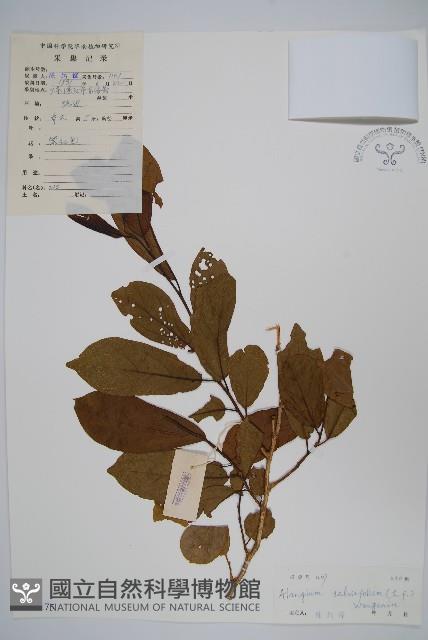 土壇樹藏品圖，第1張