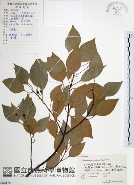 樟樹藏品圖，第1張