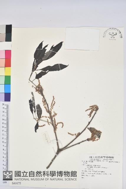 登錄號:S080175藏品圖，第1張