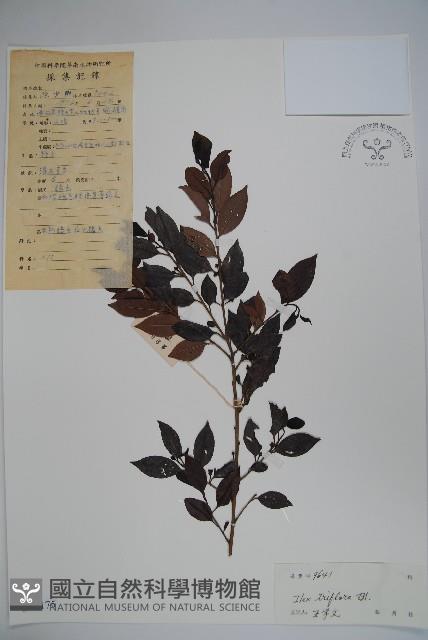 三花冬青藏品圖，第1張