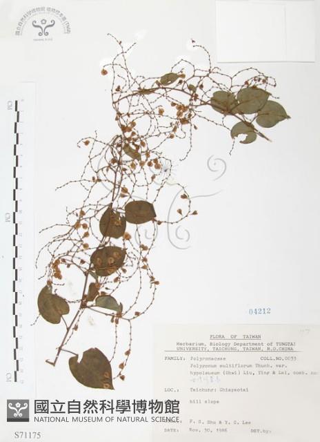 臺灣何首烏藏品圖，第1張